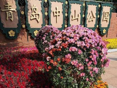 菊花飘香醉游人