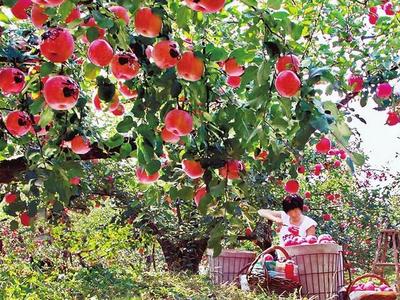 苹果“选美”，好吃好看好玩！烟台将举办首届中国·山东国际苹果节
