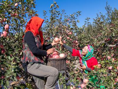 个儿大细腻甜润，旧店苹果迎来丰收季