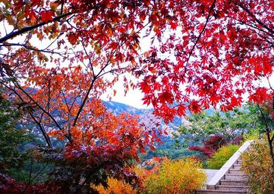 雨后崂山，巨峰艳秋