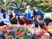 金秋菊展吸引爱花人