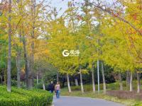 惹人醉，唐岛湾秋正浓