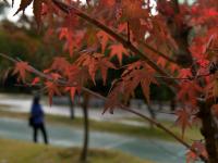 即墨区马山公园：漫山红遍的秋日风情