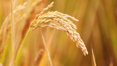 变形记！青岛这个区每年能把60万吨秸秆、200万吨畜禽粪便变废为宝
