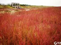 “红海滩”再现！碱蓬草进入最佳观赏季