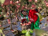 个儿大细腻甜润，旧店苹果迎来丰收季