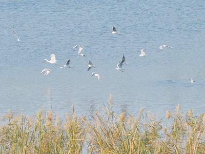 鸥鹭飞翔！唐岛湾湿地成鸟儿乐园