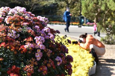 又是一年花中游，中山公园菊展开始啦