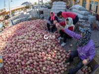 个儿大细腻甜润，旧店苹果迎来丰收季