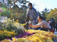 金秋菊展吸引爱花人