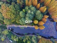 色彩斑斓，青岛植物园秋色醉人