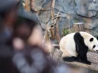 西宁：熊猫馆里过假期
