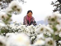 菊花种植铺就致富路