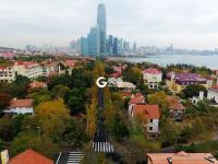 青岛“最美银杏大道”竟然不在八大关？