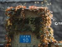 八大关的银杏黄啦，一起去拥抱深秋吧！