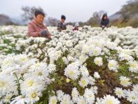 菊花种植铺就致富路