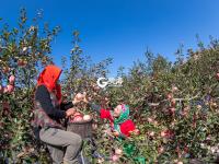 个儿大细腻甜润，旧店苹果迎来丰收季