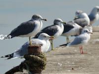 “神话之鸟” 中华凤头燕鸥现身青岛城阳