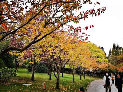 航拍李村公园：美景与烟火气共生