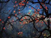 寒露时节  柿子红了皮