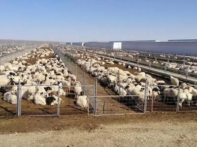 已进隔离免疫区，蒙古国捐赠的3万只小肥羊真的要来了