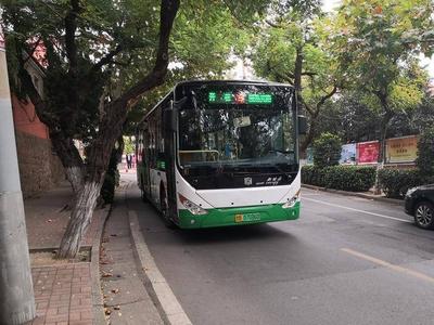 大树伸出“长胳膊”挡了公交车道，这条线路的司机真发愁……