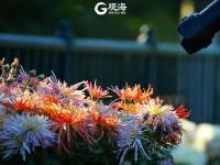 金秋菊展吸引爱花人