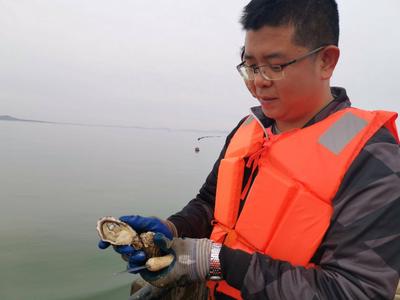 可与国外著名品牌媲美，中科院海洋所培育出高糖原牡蛎新品种“海蛎1号”