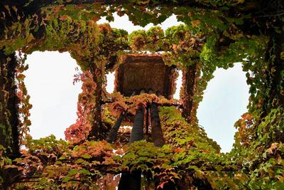 百年“爬墙虎” 映红老水塔 