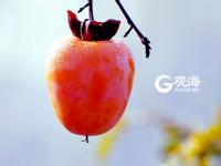 寒露时节  柿子红了皮