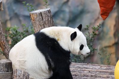 大熊猫圈养种群数量达808只