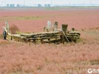 “红海滩”再现！碱蓬草进入最佳观赏季