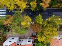 青岛“最美银杏大道”竟然不在八大关？