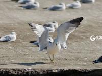 “神话之鸟” 中华凤头燕鸥现身青岛城阳