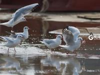 “神话之鸟” 中华凤头燕鸥现身青岛城阳