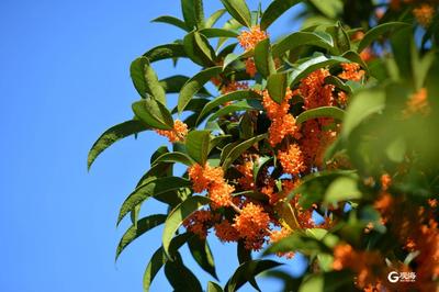 金秋十月桂花香，中山公园桂花迎盛花期
