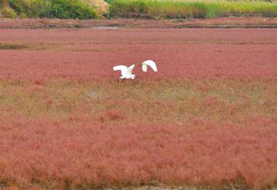 “红海滩”再现！碱蓬草进入最佳观赏季