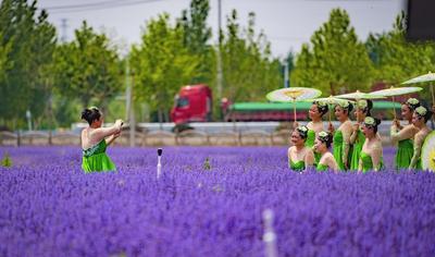 山东青岛即墨区：“花乡药谷”间蹚出幸福小康路