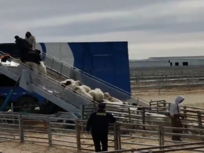 小肥羊终于来了！首批4000只蒙古国向中国捐赠羊经二连浩特口岸入境