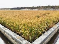 亩产739.7公斤！青岛“海水稻”开镰收割
