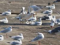 “神话之鸟” 中华凤头燕鸥现身青岛城阳