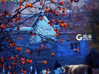 寒露时节  柿子红了皮