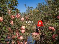 个儿大细腻甜润，旧店苹果迎来丰收季