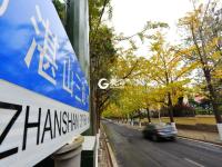 青岛“最美银杏大道”竟然不在八大关？