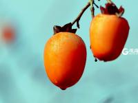 寒露时节  柿子红了皮