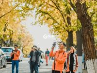 八大关的银杏黄啦，一起去拥抱深秋吧！