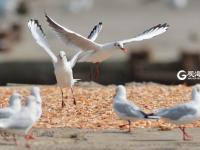 “神话之鸟” 中华凤头燕鸥现身青岛城阳