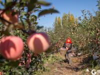 个儿大细腻甜润，旧店苹果迎来丰收季