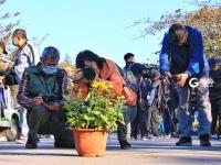 金秋菊展吸引爱花人