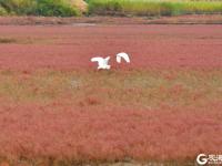 “红海滩”再现！碱蓬草进入最佳观赏季
